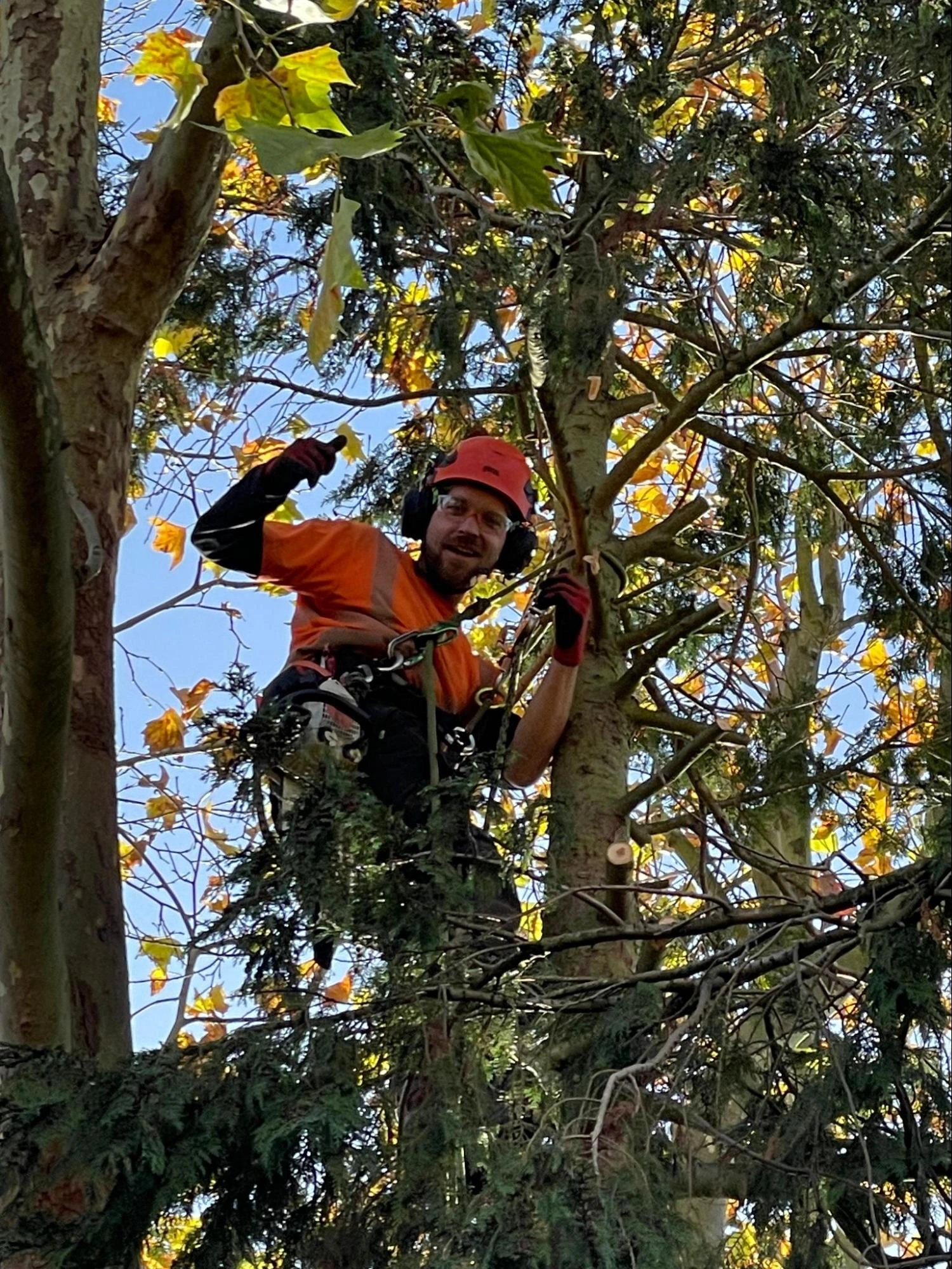 Belvedere Tree Care Experts